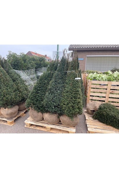 Тис ягідний Топіар Конус ком